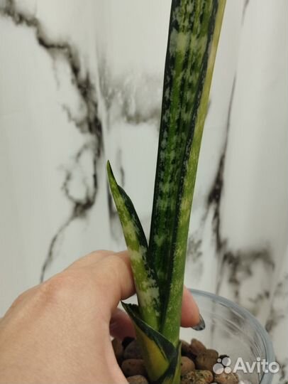 Сансевиерия форескейт