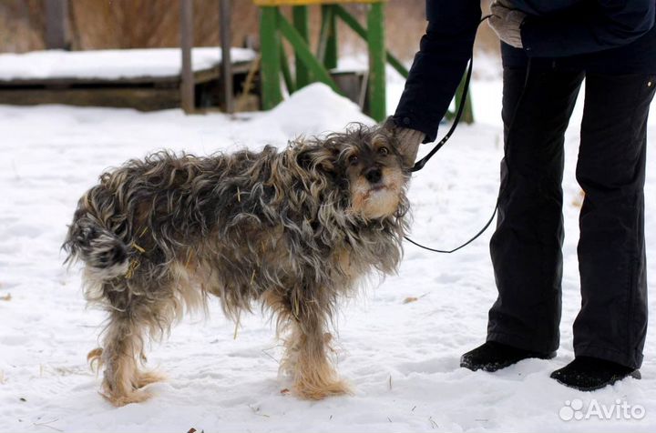 Собака в добрые руки