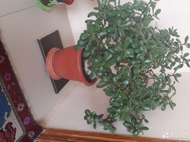 Денежное дерево