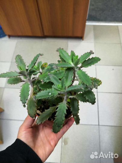 Суккуленты и кактусы