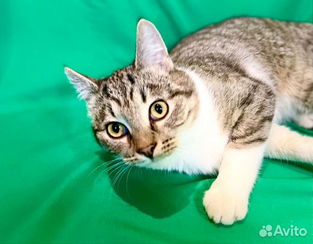 Отдам в хорошие руки