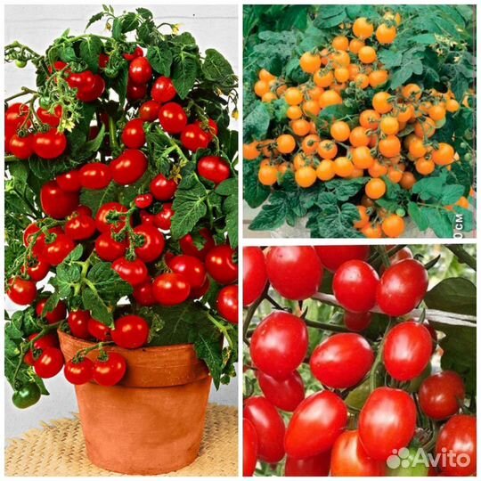 Семена томатов мини (комнатные)