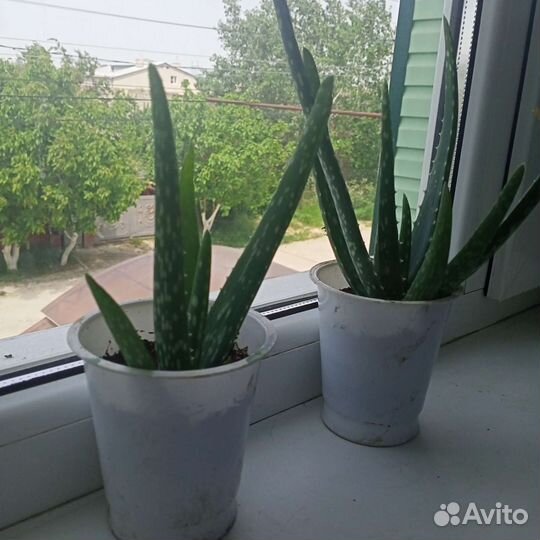 Алоэ вера