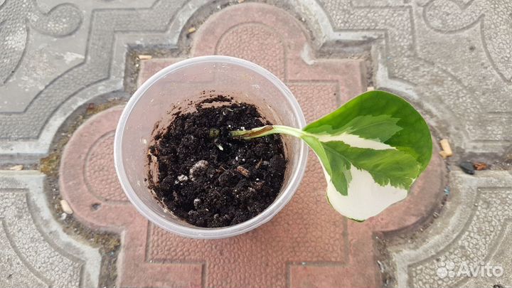 Сциндапсус н джой