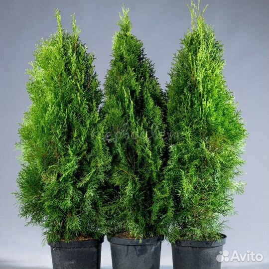 Туя Брабант