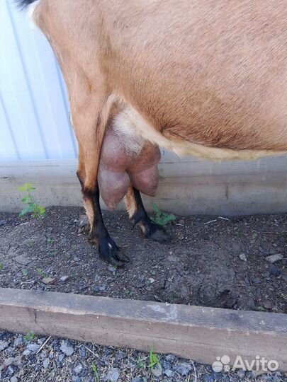 Коза дойная молочная