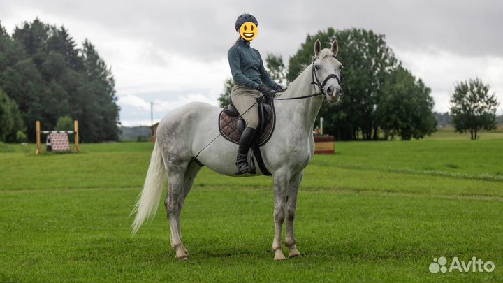 Лошадь маршруты 110