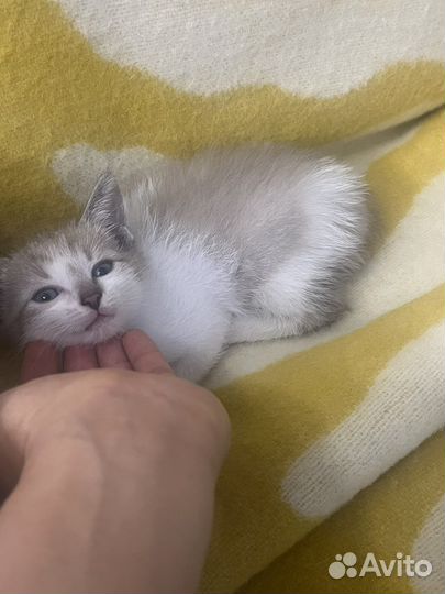 Котенок в добрые руки