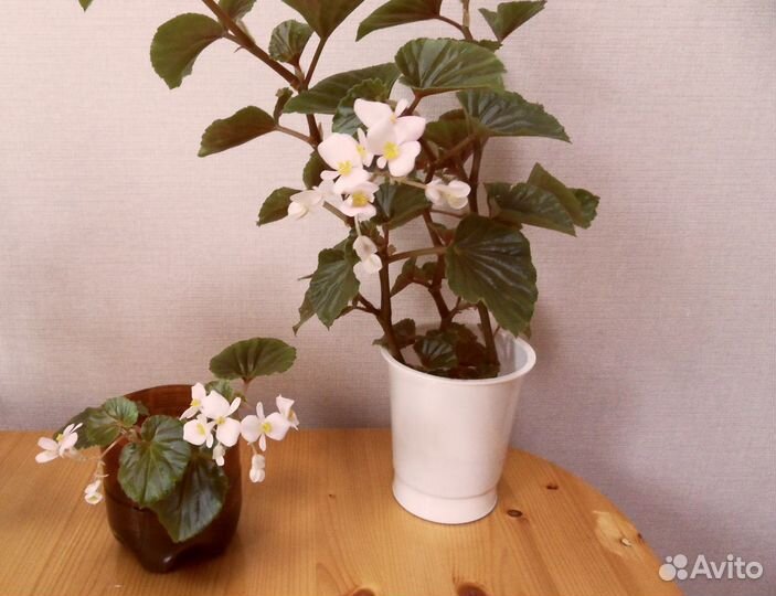 Мята Хлорофитум кудрявый Бегония Алоэ