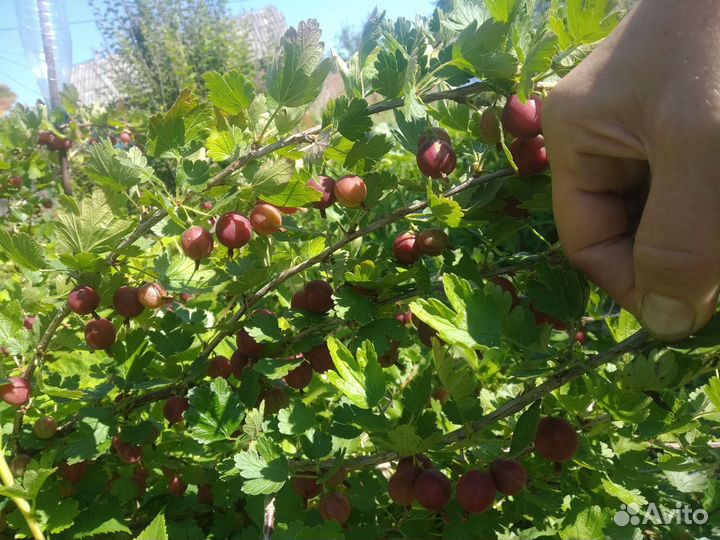 Крыжовник два сорта