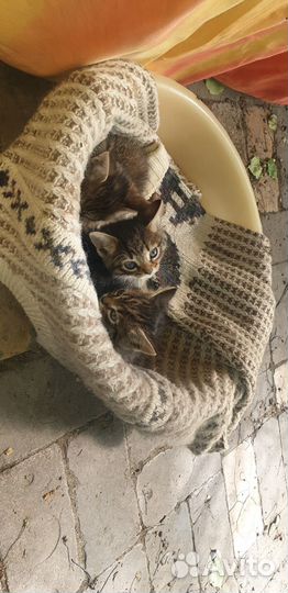 Отдам в добрые руки