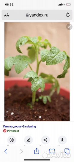 Помидоры рассада