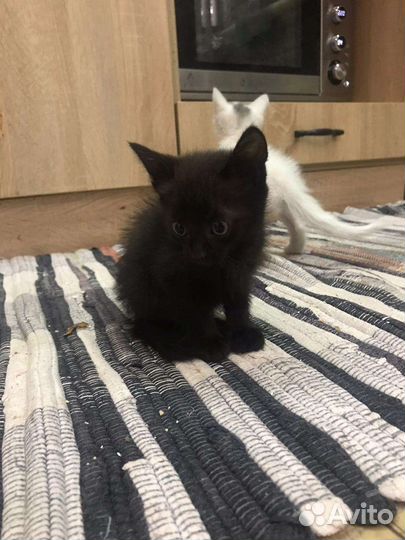 Кошечки и котики в добрые руки