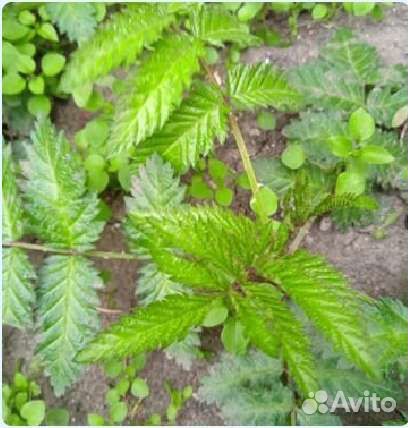 Малина арктическая крупная (княженика)