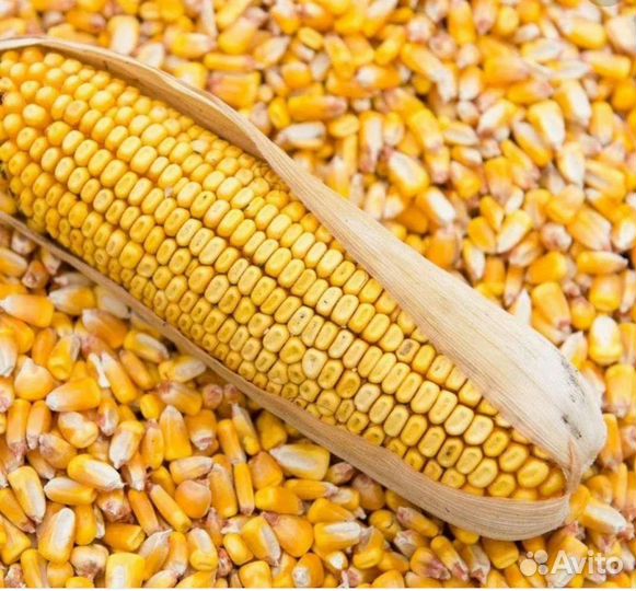 Кукуруза