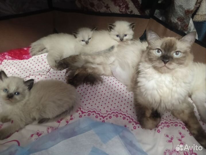 Невские котята