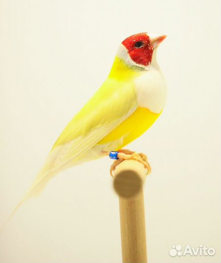 Амадины Гульда