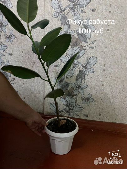 Комнатные растения