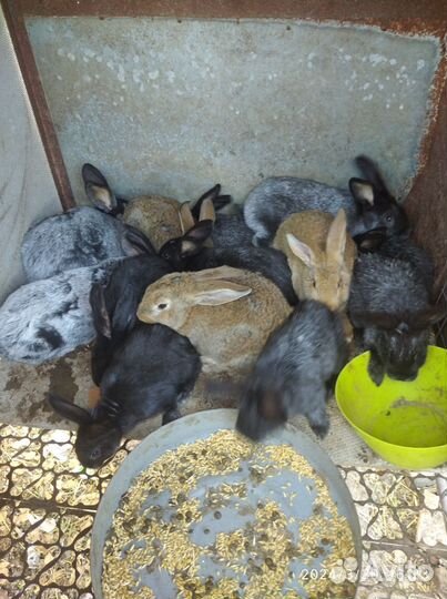 Кролик Полтавское серебро