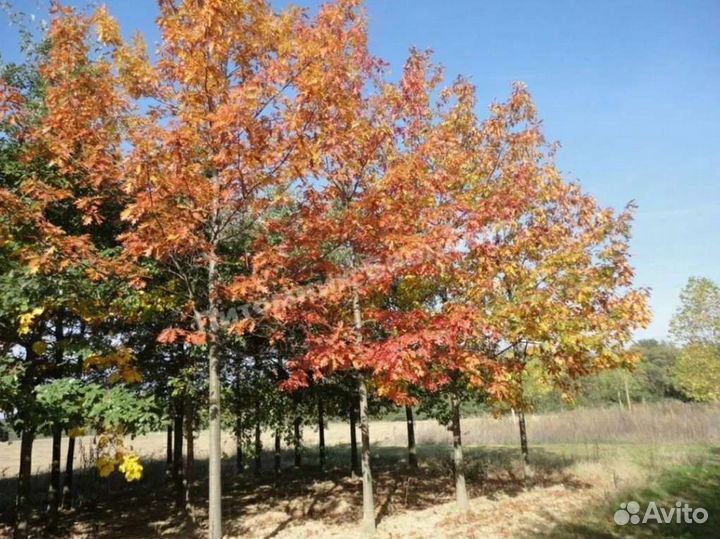 Дуб красный