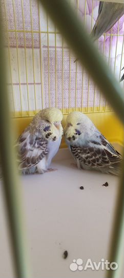 Выставочные попугаи чехи