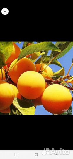 Слива абрикосовая жёлтая,синяя чернослив, красная