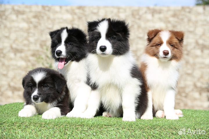 Бордер колли