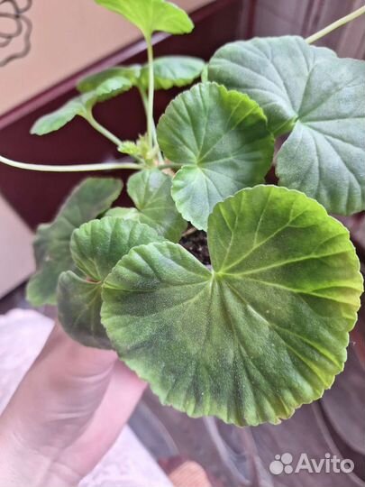 Пеларгония герань Mallorka