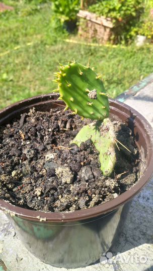 Опунция. Кактус уличный