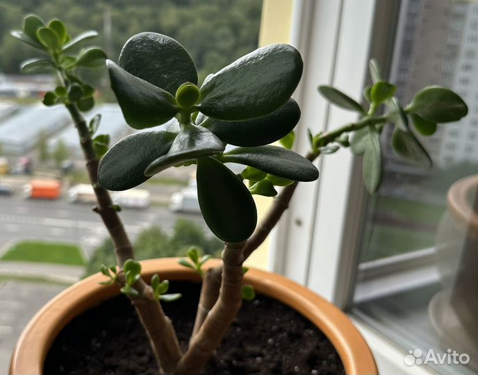 Толстянка денежное дерево
