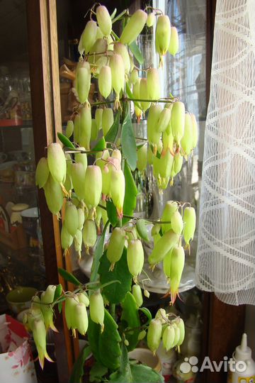 Кампанулы, Ипомея батат, Колеусы, Хойя и др