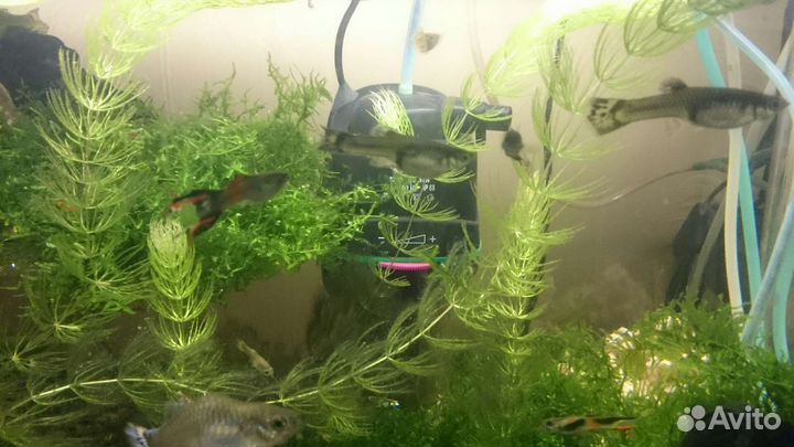 Рыбки улитки покемоны мелании креветки риччия