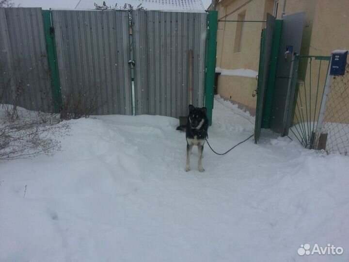 Восточно-европе овчарка.Кобель.Приглашает на вязку