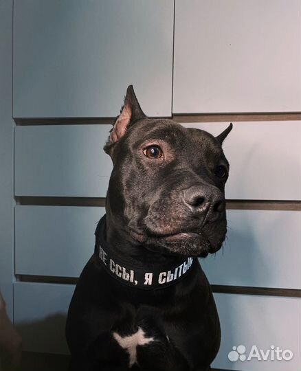 Питбуль вязка