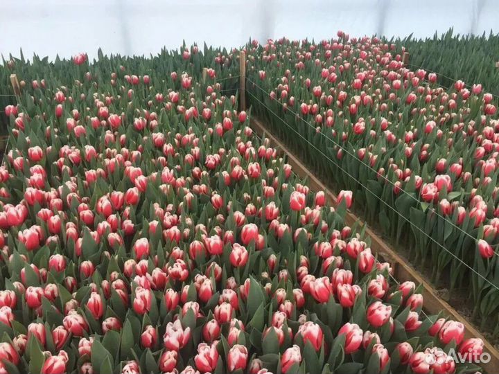 Тюльпаны к 8 марта оптом