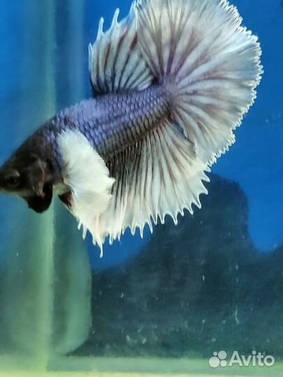 Петухи дамбо Халф Мун