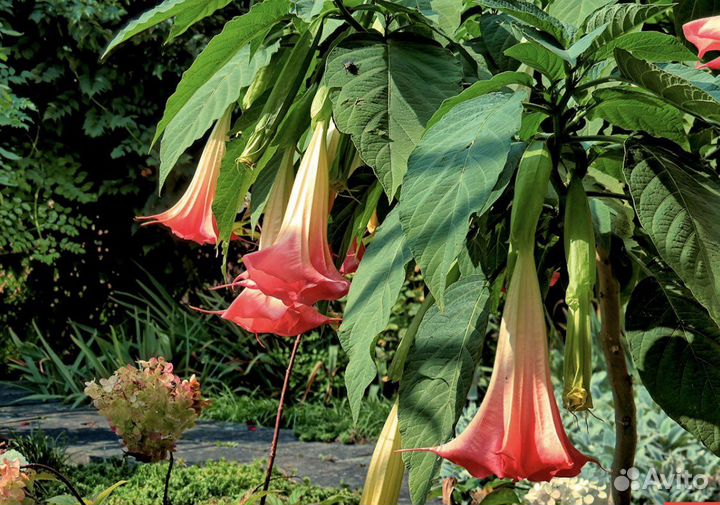 Бругмансия цветы (ангельские колокола)