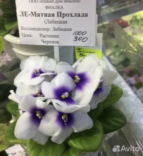 Фиалка сортовая мини ле мятная прохлада