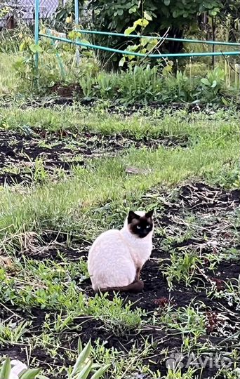 Домашние кошки