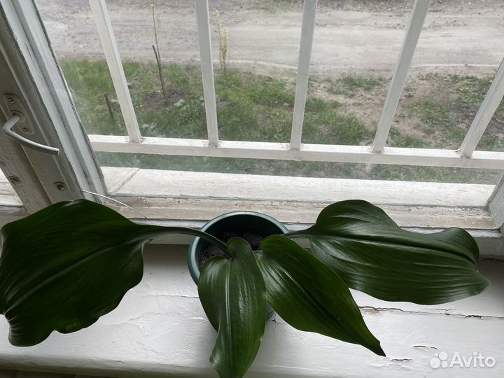 Эухарис амазонская лилия