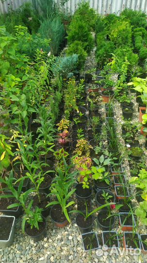 Растения для сада