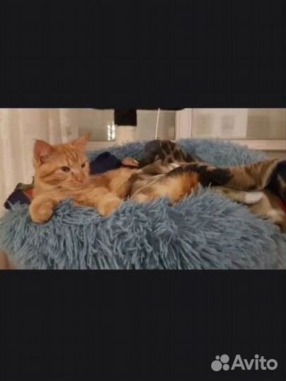 Лежанка для кота или маленькой собаки 50 см