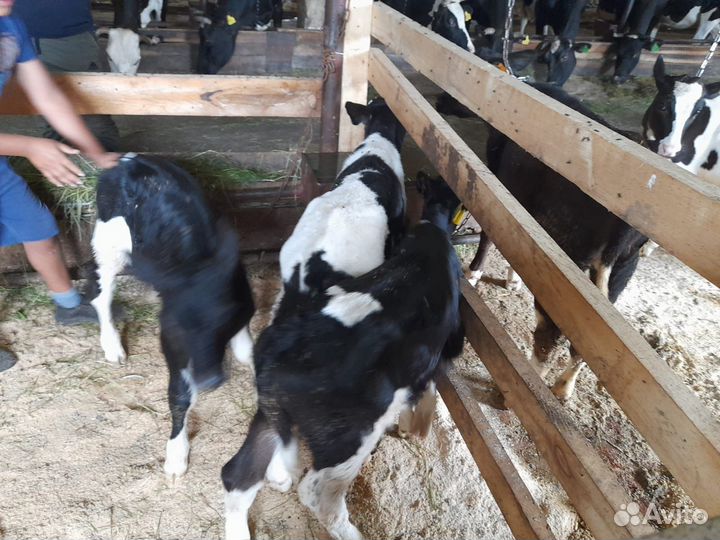 Телята бычки на откорм бесплатная доставка