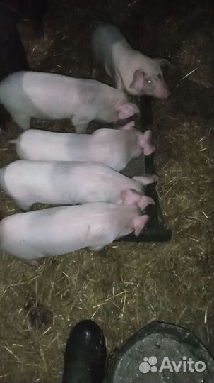 Поросята