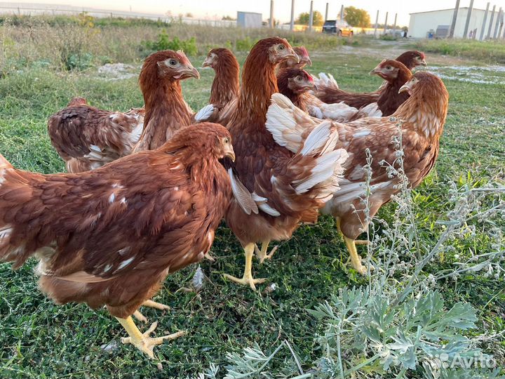 Куры молодки