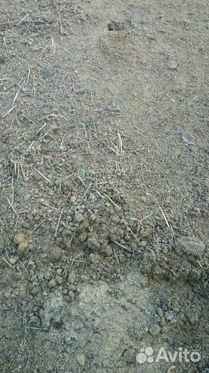 Отдам перегной