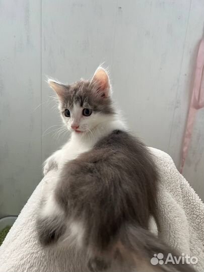 Отдам в добрые руки