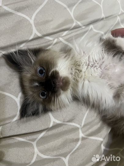 Котенок в добрые руки