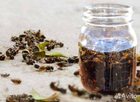 Пчелиный подмор