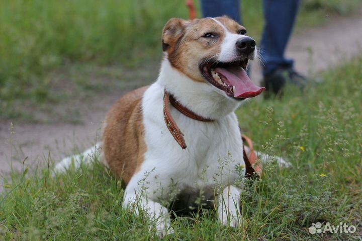 Собака Эвридика